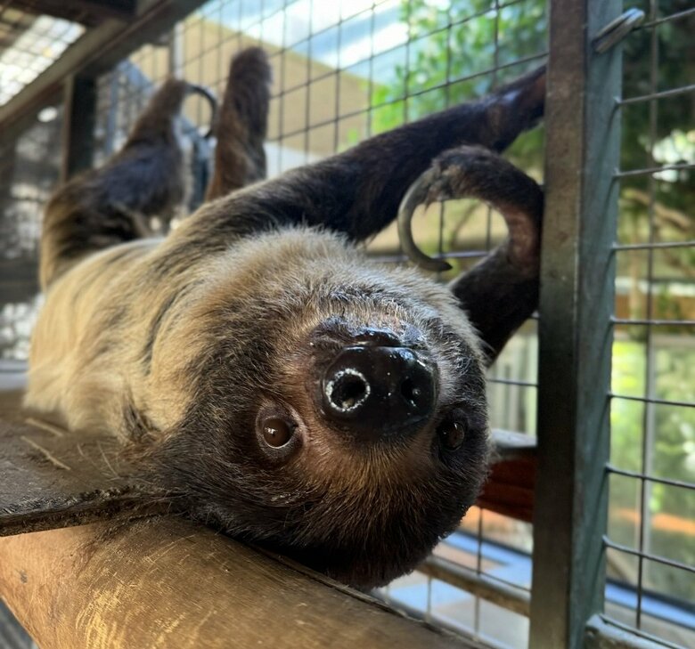 キンカンちゃん（提供：神戸市立王子動物園）