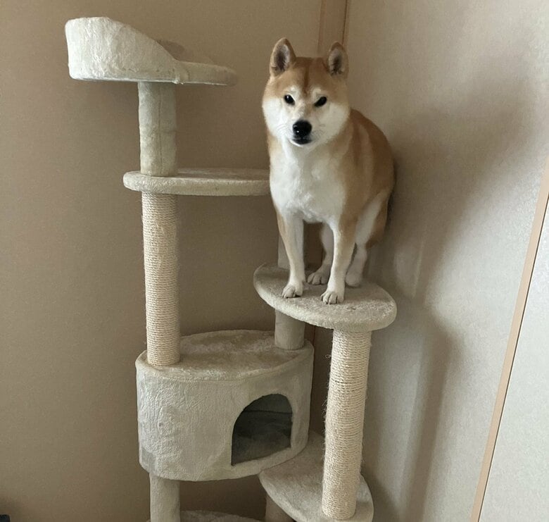 茶々丸くん