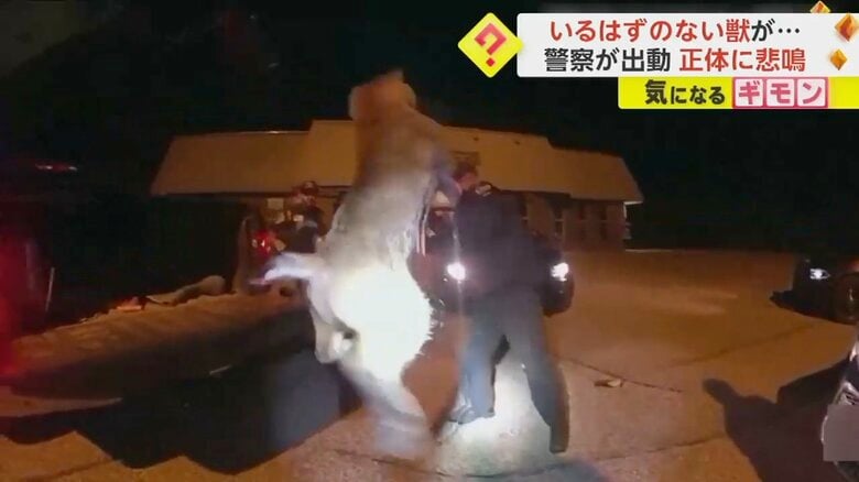 いるはずのない“獣”が警察官によって引っ張り出される様子⑦