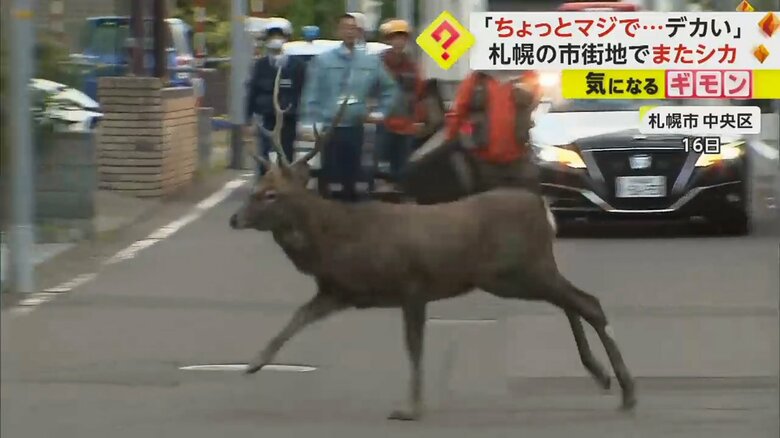 住宅街で走るシカ（視聴者撮影）