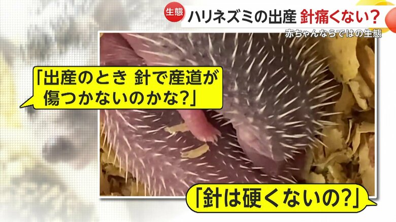「出産のとき、針で産道が傷つかないのかな？」「針は硬くないの？」と疑問が投げかけられたSNS