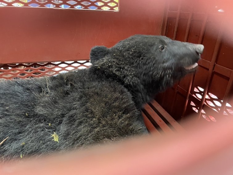 （提供：体感型動物園iZoo）