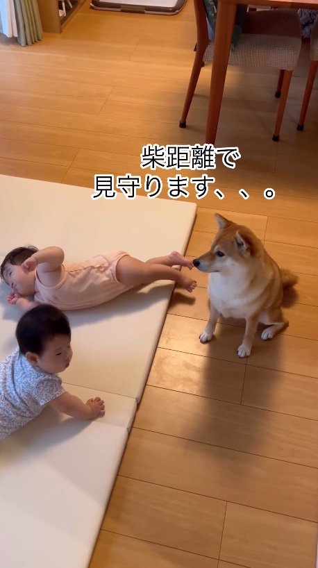 提供：柴犬　むぎさん