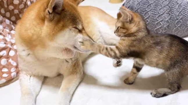 リサちゃんからやさしい“猫パンチ”を食らっちゃったリコちゃん