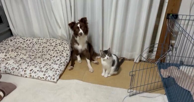 イタズラ前、変なポーズで座っているゆにちゃん（提供：ゆに＆メッシさん）