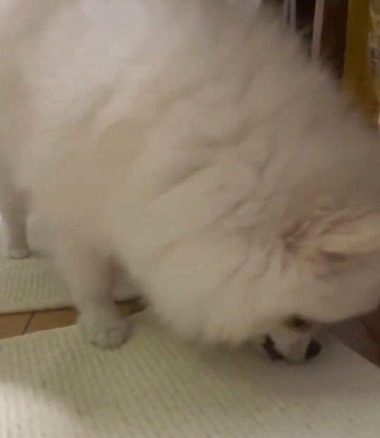 虫を食べようとすることも…