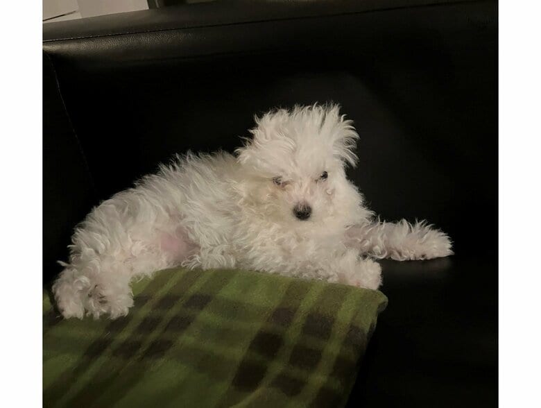 寝起きの姿（提供：白く、柔らかな犬さん）