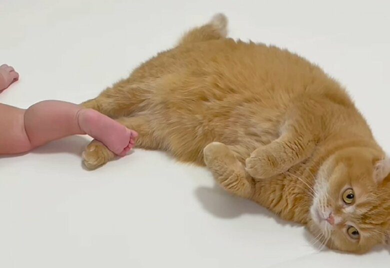 蹴られても怒ったりしない