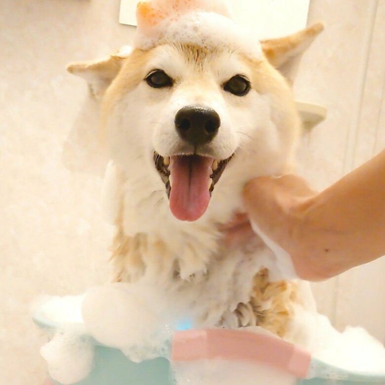 提供：柴犬チャーミーさん