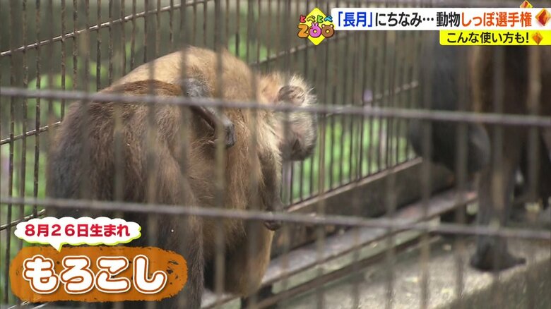 生まれたばかりの「もろこし」