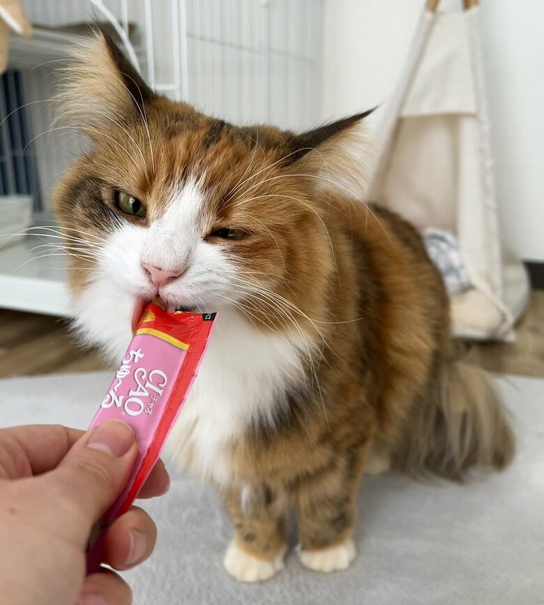 ちゅ～るおいしい