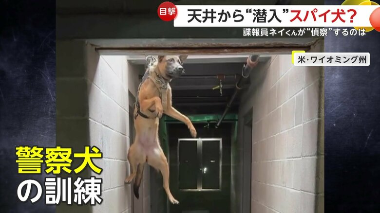とある施設の薄暗い部屋で撮影されたアメリカの警察犬