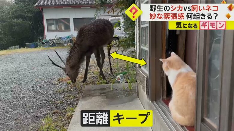 ナイくんと野生のシカの間に漂う、妙な緊張感
