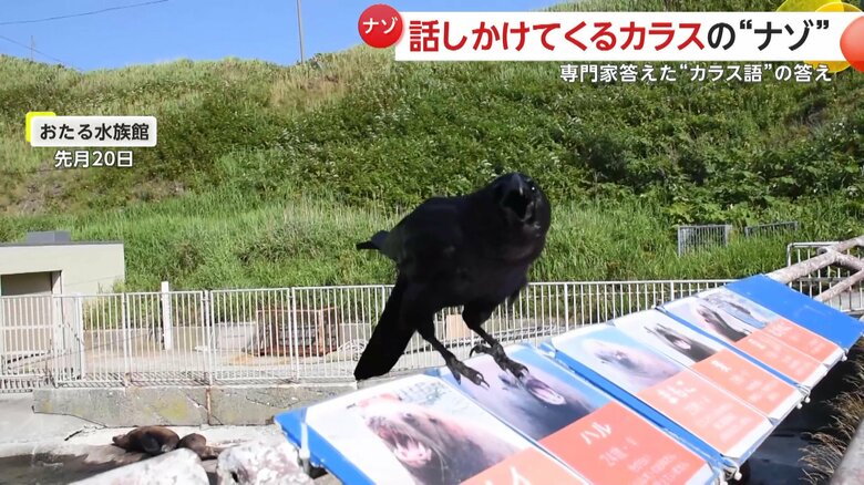 撮影者に何かを訴えるカラス（提供：小樽総合デザイン事務局）