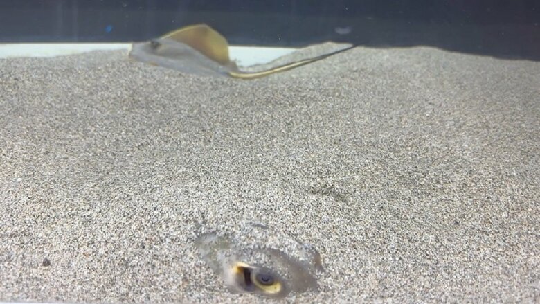 砂中のアカエイ（提供：浜名湖体験学習施設ウォット）