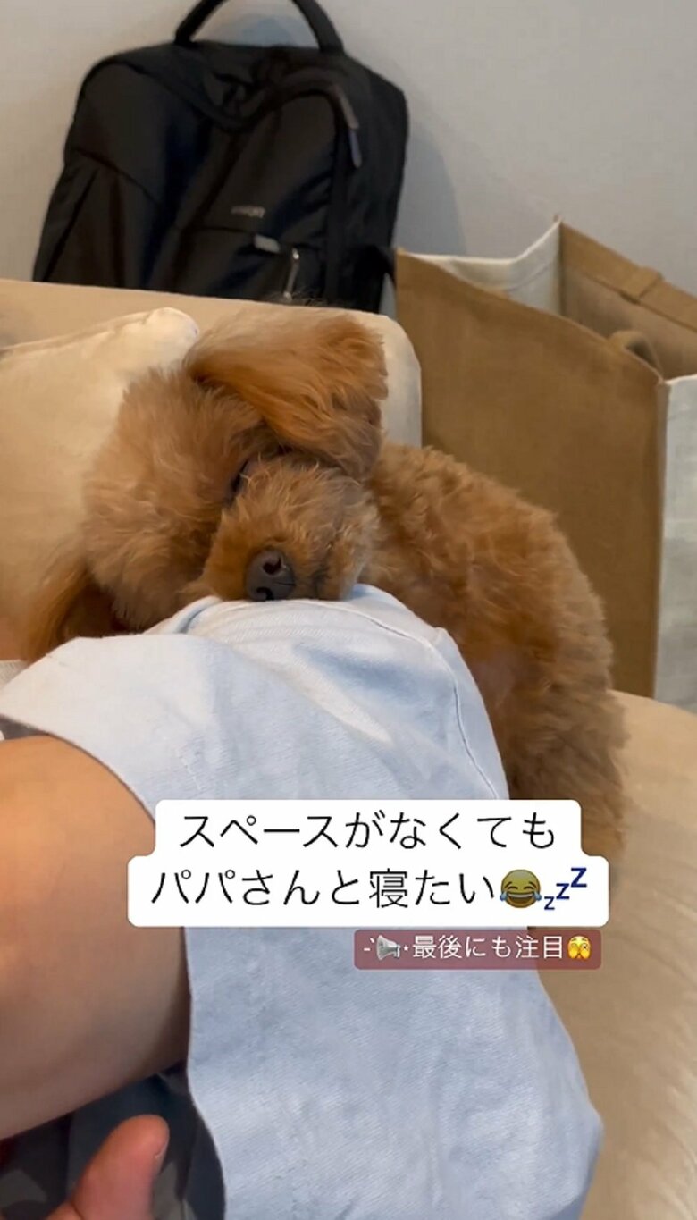 首が90度の角度になっているが、そのまま寝ようとするルルくん