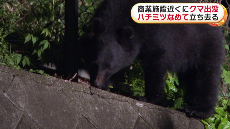 市の関係者が塗りつけた蜂蜜をなめるクマ