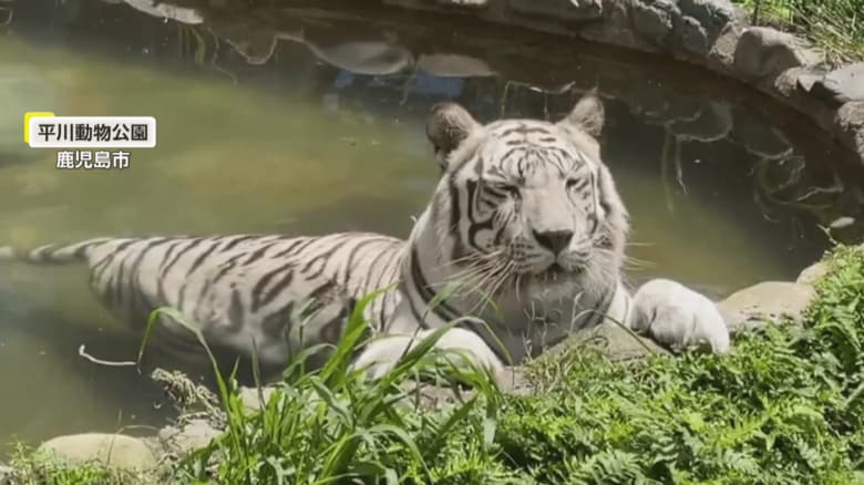 ゆったりと水浴びをするホワイトタイガーのメイ