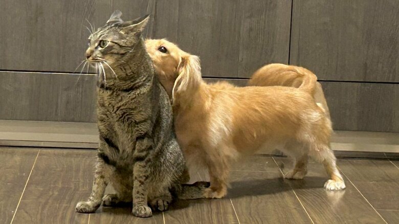 “猫吸い”している？