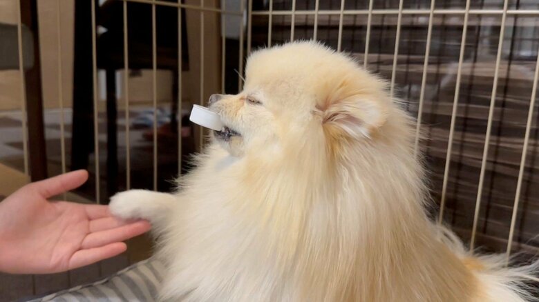 マリンちゃん（提供：愉快な3姉妹ポメラニアンさん）