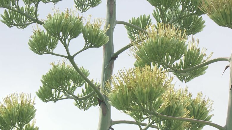 数十年に一度開花