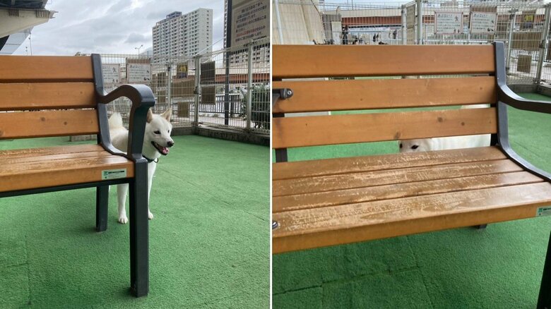 ドッグランで“犬見知り”になった時