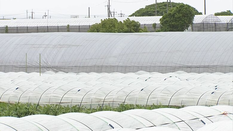 ハウス栽培に欠かせない石油由来のビニールなど入手困難に