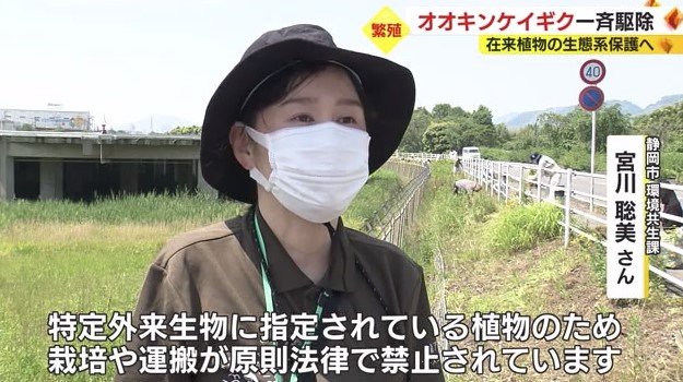 静岡市環境共生課・宮川さん「特定外来生物に指定されている」