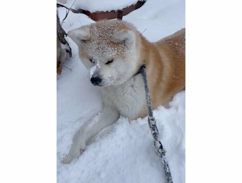 提供：秋田犬 五元(イモト)さん