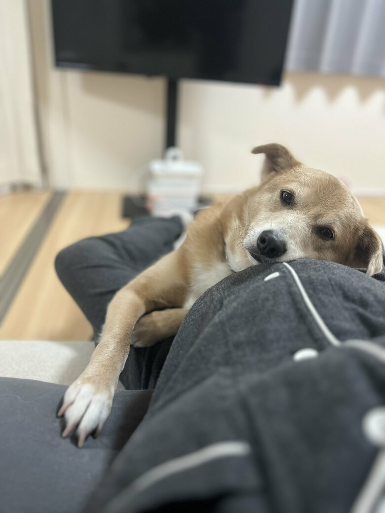 提供：あさぎさん