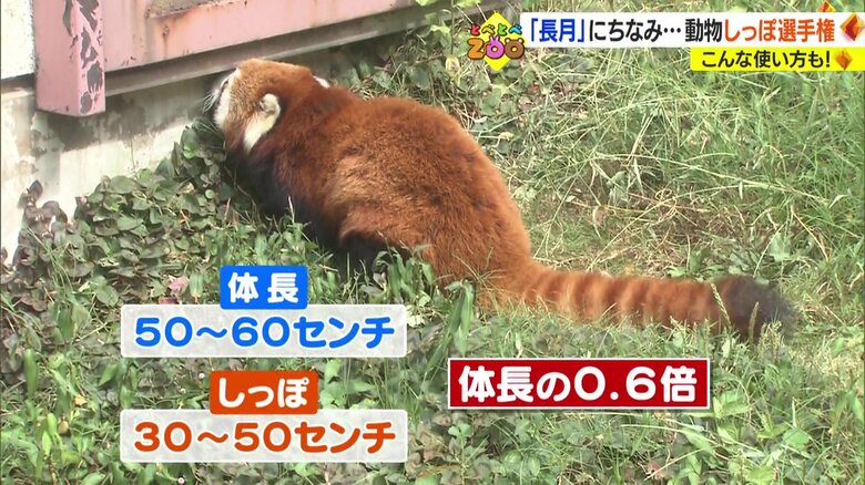 レッサーパンダのしっぽは体長の0.6倍の長さ