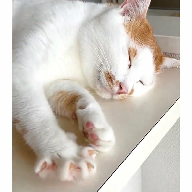 右前足が開く！