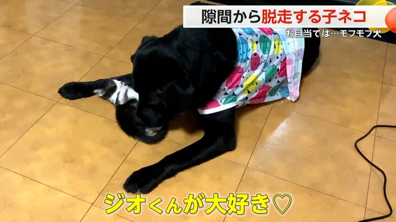 脱走しては、犬のジオくんのモフモフに頭をスリスリするアミくん