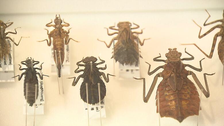 悠仁さまがご覧になった食用昆虫（トンボ）の標本