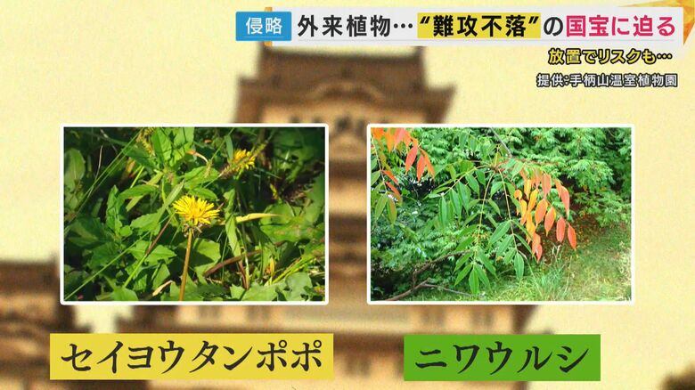 在来種と競合するセイヨウタンポポやニワウルシ
