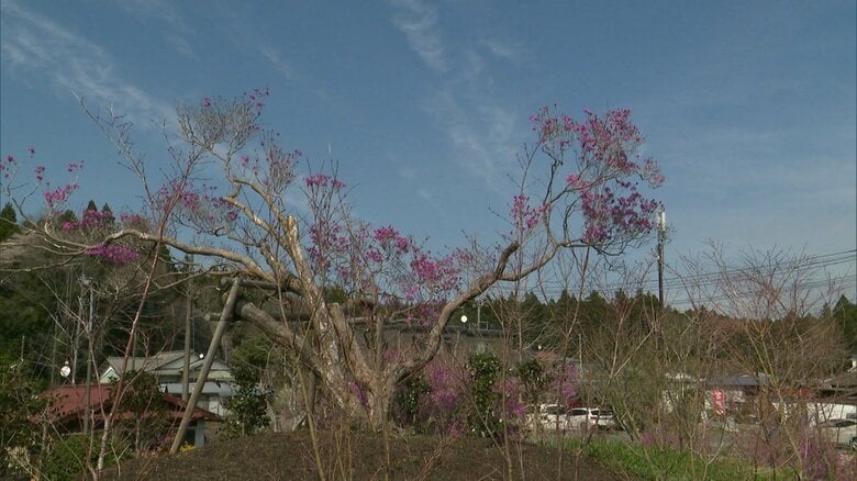 花を咲かせたミツバツツジ（2024年）