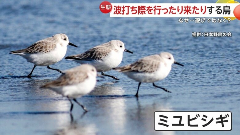 秋から春にみられるミユビシギ（提供：日本野鳥の会）