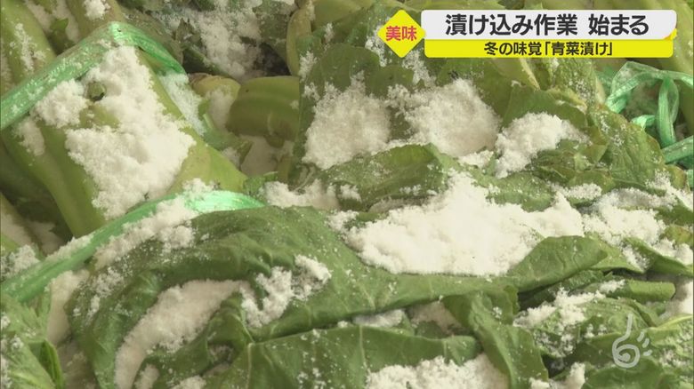 冬が始まるよ!山形名物青菜漬け作業始まる