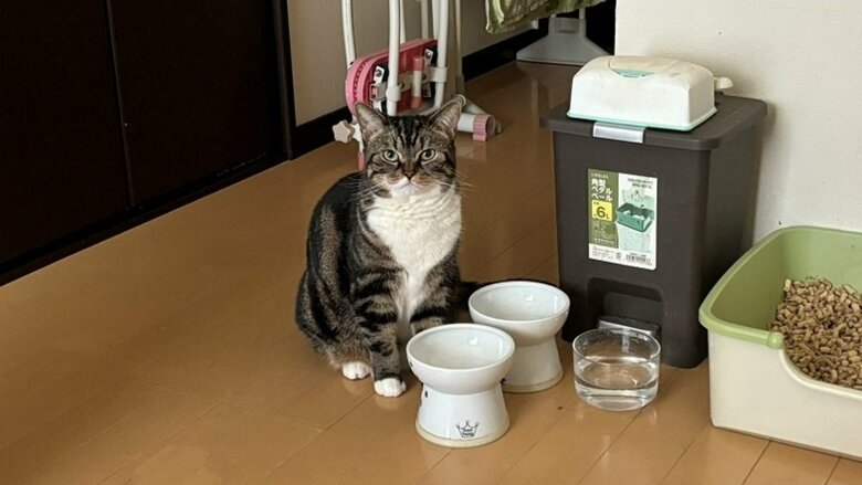 別の日のごはん欲しいアピール　寝坊はしていない