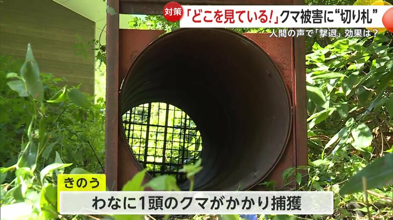7日に1頭のクマを捕獲