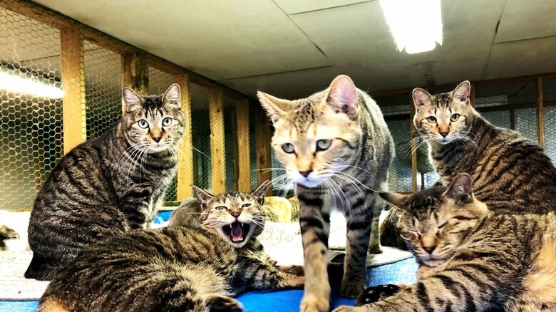 猫180匹を保護しているシェルター