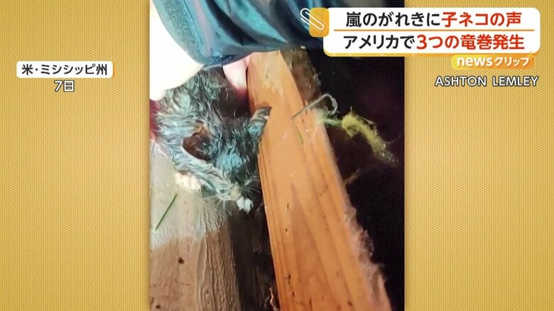そっと持ち上げると、「ニャー！ニャー！」と元気に鳴き声を上げた子ネコ