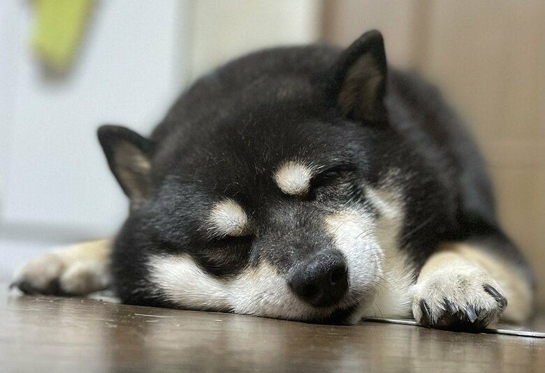 おやすみなさい