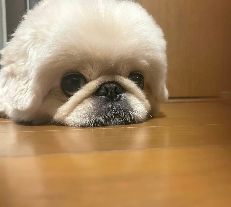 提供：てんてんの毎日さん