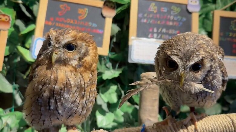 後日投稿されたその後　ナツくんは再チャレンジ！