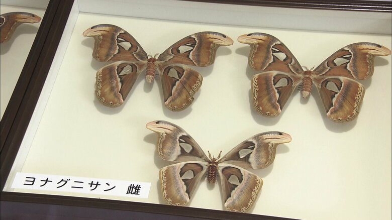 世界最大級の蛾「ヨナグニサン」のメスの標本