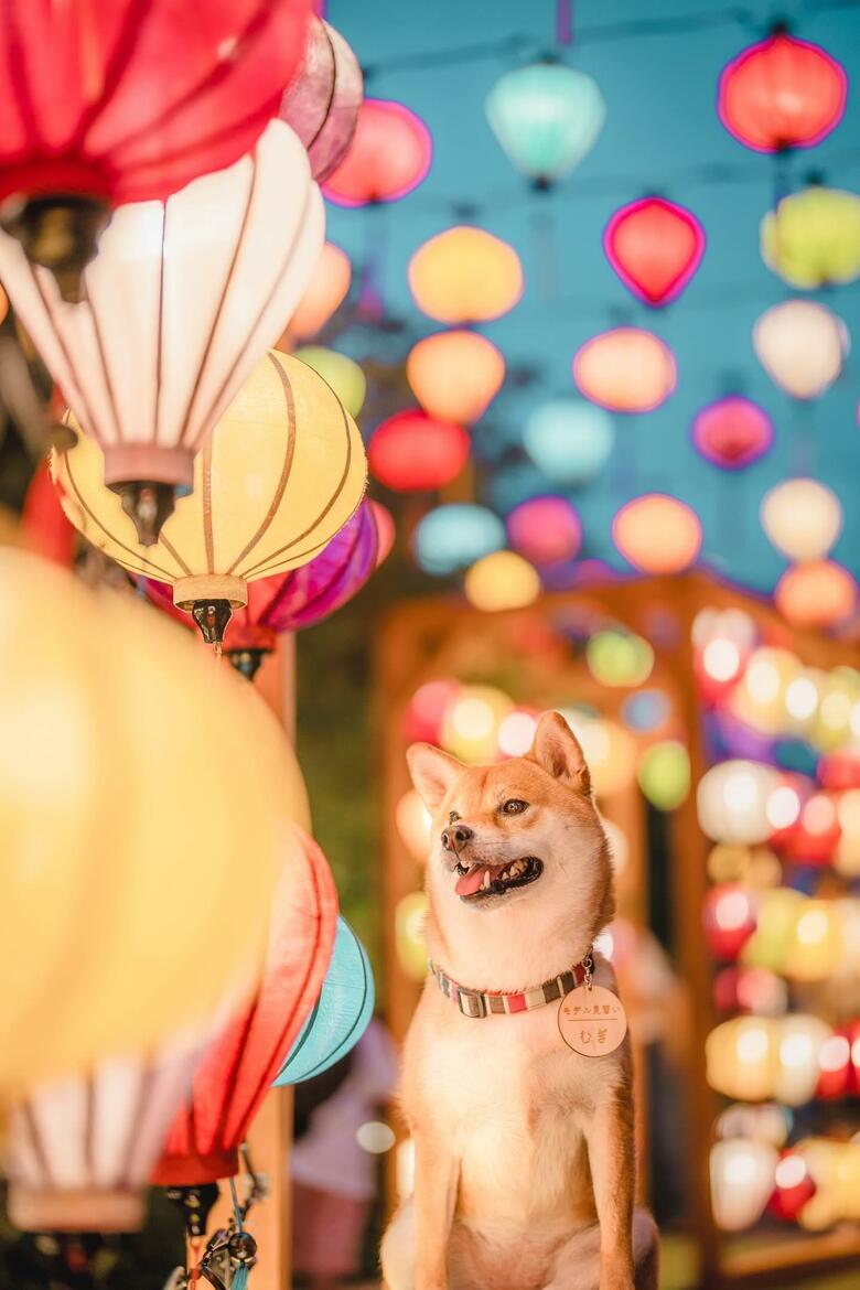 提供：柴犬 むぎさん