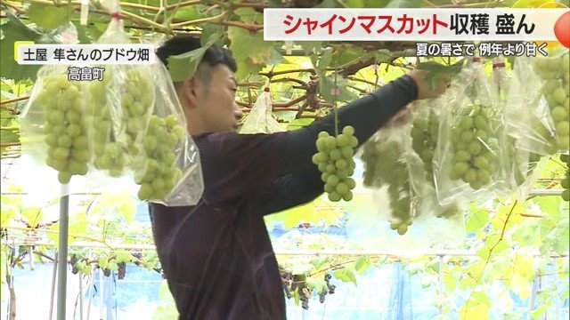 農園でシャインマスカットを収穫する土屋隼さん