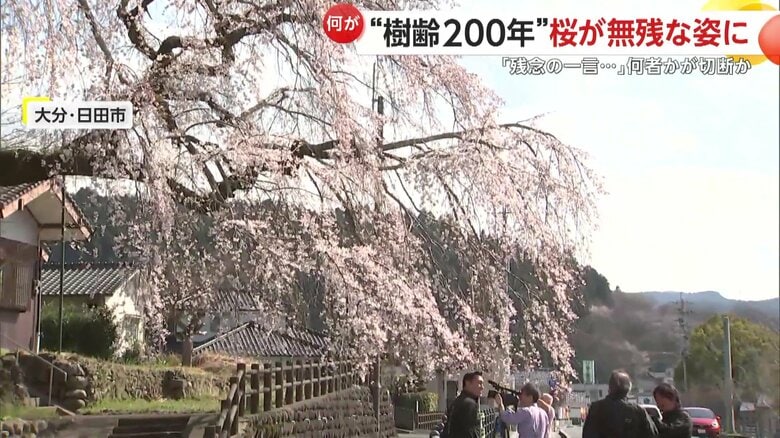 複数の枝が途中から無くなっている大原大しだれ桜