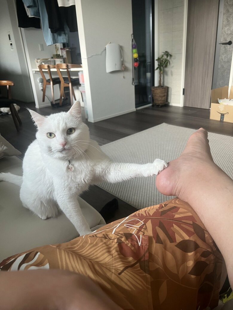 提供：@hakusama0906